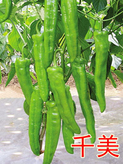 ǧc鿴ԔϢ