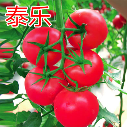 ۴̩c鿴Ԕ(x)Ϣ